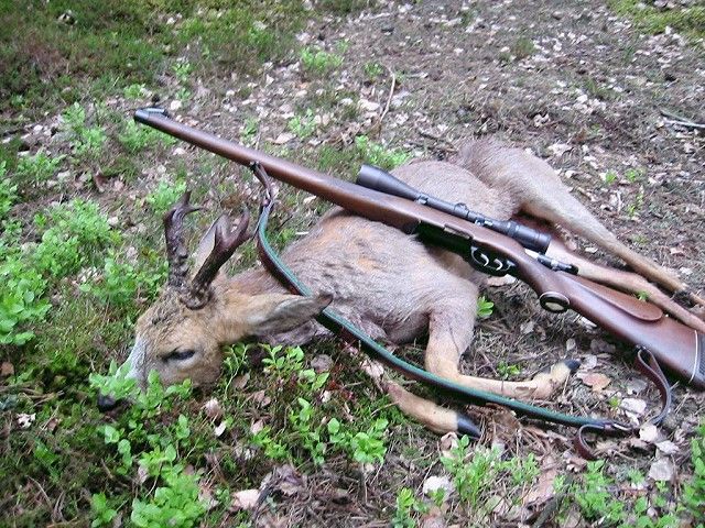 Bjarne Berg Kristensen. Polen 12.5 04 Ca. 10-12 r gammel - Trofvgt Brutto 410g - Kun 16 cm hj. 